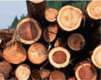 简述木材与环境之间的联系